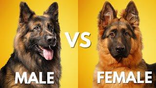 Male vs Female German Shepherd: Which is Best For You?