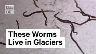 What Are Ice Worms?