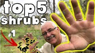 TOP 5 Fruiting SHRUBS to plant in your Garden or Permaculture Orchard!