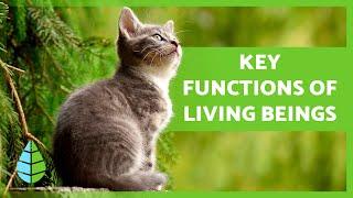 What are the VITAL FUNCTIONS of LIVING BEINGS?  (3 Functions and Examples)