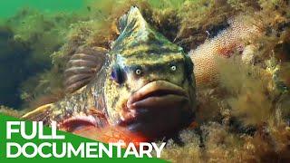 Blue Planet: The Fascinating World Beneath the Waves | Free Documentary Nature