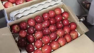 4 September 2024 Shimla Mandi Apple Rate | Today's Apple Market Update | Himalayanfarming