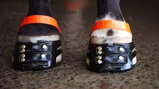 Scoot Boots - the best hoof boots for horses