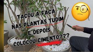 Loucura loucura loucura O LEUDO PODOU TODAS AS ARABICUNS!!! Dicas para podar sua ROSA DO DESERTO ️