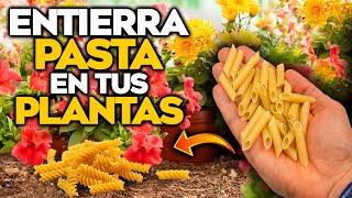 NUNCA MÁS LO TIRES! El AGUA de COCER PASTA es una JOYA en Tus PLANTAS y Huerto Urbano | Abono Casero