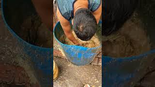 day 44 feed formula#dairyfarm #dairyproducts#dairycows#cowvideos #viralvideo #motivationalvideo