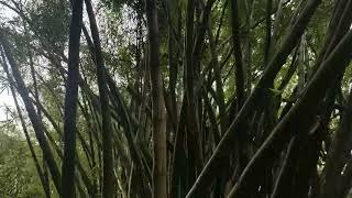 12 ( VAMIN BAMBOO ) OLDEST PLANTS BAMBOO FARMING CHIRAG KISAN 9909980073