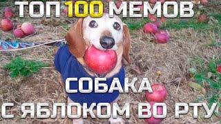 ТОП 100 МЕМОВ СОБАКА С ЯБЛОКОМ.