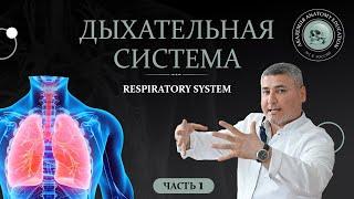 Дыхательная система часть 1 / Respiratory system part 1