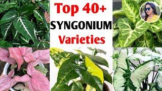 40+ Syngonium plants varieties+identification | Arrowhead varieties | Rare syngonium plants