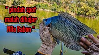 GAK NYANGKA‼️ MUSIM PAGEBLUK MASIH DIHAJAR NILA BABON || mancing ikan nila di waduk lahor