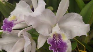 ORCHID DISPLAYS AT the FLORIDA WEST COAST ORCHID SOCIETY SHOW 2021