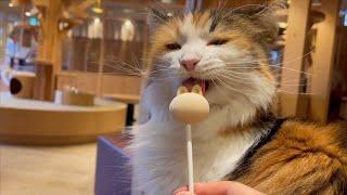 Japan's largest cat cafe was a paradise beyond imagination!