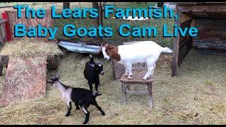 Smaller Goats & Turkeys Camera #2