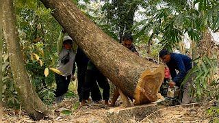 Full of drama... The felling of 2 trees which caused panic‼️