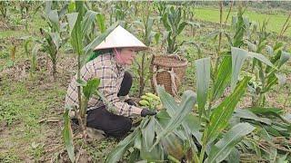 Go pick corn and clean up around the fish pond.