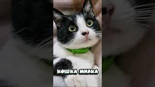Кошка Милка  Milka cat                                  #kitten #cats #забавныекоты #мурчание