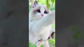 Для настроения For the mood funny animals #shorts #animals