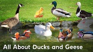 Quack! Honk! Learn all about Ducks and Geese in this educational video.