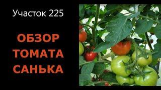 Томат Санька. Обзор сорта. Выращивание томата в Сибири.