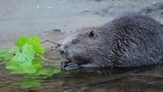 Beaver eating sycamore. Elliot McCandless at Beaver Trust.