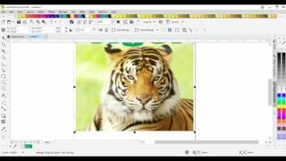 How to do CMYK 4 Color Process In Coreldraw