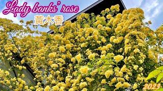 黃木香玫瑰萬朵花開不再是夢️造景與了解特性也很重要️Lady banks’ rose ｜#モッコウバラ