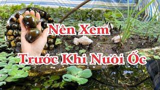 NGUYÊN NHÂN THẤT BAI KHI NUÔI ỐC BƯƠU ĐEN TRÊN BỂ BẠT || CẦN XEM ĐỂ PHÒNG TRÁNH RỦI RO ỐC CHẾT