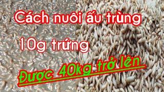 Cách nuôi ấu trùng thương phẩm 10g đạt từ 40kg trở lên. 0335.399.558