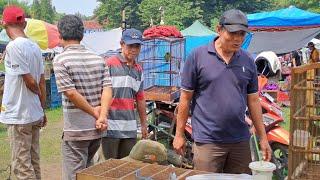 PASAR BURUNG PLERED PAGI LANGSUNG DI OBRAL GAK PAKE LAMA‼️