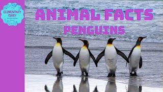 Amazing Penguin Facts | Are Penguins Birds? Can They Fly? Learn All About Penguins!