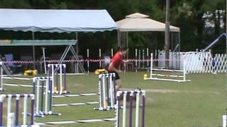 Bentley's First Masters Jumpers Run (NQ)