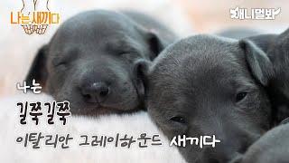 나는 태어난 지 17일 된 이탈리안 그레이하운드 새끼다 [애니멀봐 나새끼 91호]ㅣI’m a 17 Day Old Italian Greyhound Puppy