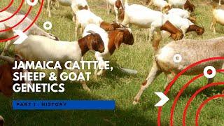 History of Goat, Sheep and Cattle Genetics in Jamaica Part 1 (Embryo Transfer Success)