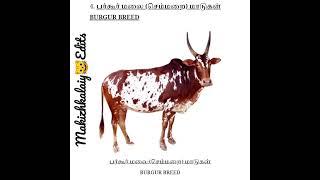 # KANGEYAM # 5 BULL BREED#