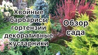 ПРОГУЛКА ПО САДУ. ХВОЙНЫЕ, БАРБАРИСЫ,ГОРТЕНЗИИ, ДЕКОРАТИВНЫЕ КУСТАРНИКИ