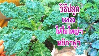 วิธีปลูกผักเคล"ตั้งแต่เพาะเมล็ดจนโตบอกครบทุกขั้นตอน‼️ราชินีผัก,ซุปเปอร์ฟู๊ด️