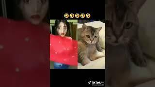 Funy cat ####tiktok ### videofun#$$