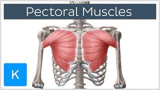 Pectoral Muscles: Area, Innervation & Function - Human Anatomy | Kenhub