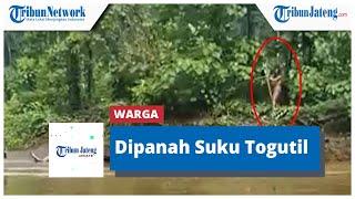 Viral Warga Dipanah Suku Togutil Saat Hendak Seberangi Sungai