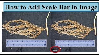 How to add scale bar in camera photo