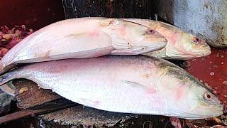 Amazing Live Nonstop Hilsa (ilish) Fish Cutting Skills In Fish Market