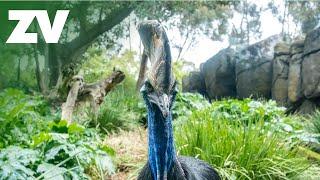 Welcome to Zillie's World: Melbourne Zoo's Cassowary