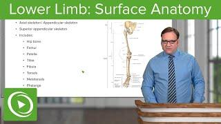 Lower Limb: Surface Anatomy & Osteology – Anatomy | Lecturio