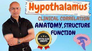 Hypothalamus | Anatomy  | Structure | Function | Neurology🩺