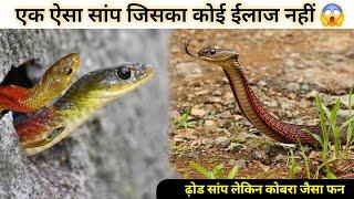 भारत का पहला ऐसा सांप जो काटने के बाद कोई दवा नहीं ।Bapi Da Snake Expert