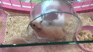 really cute hamster from Japan!