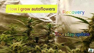 How i grow autoflowers: Garden update and plant health checkup.