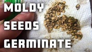 Will Moldy Seeds Germinate?