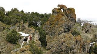 Catch and Release Mountain Lion Hunting